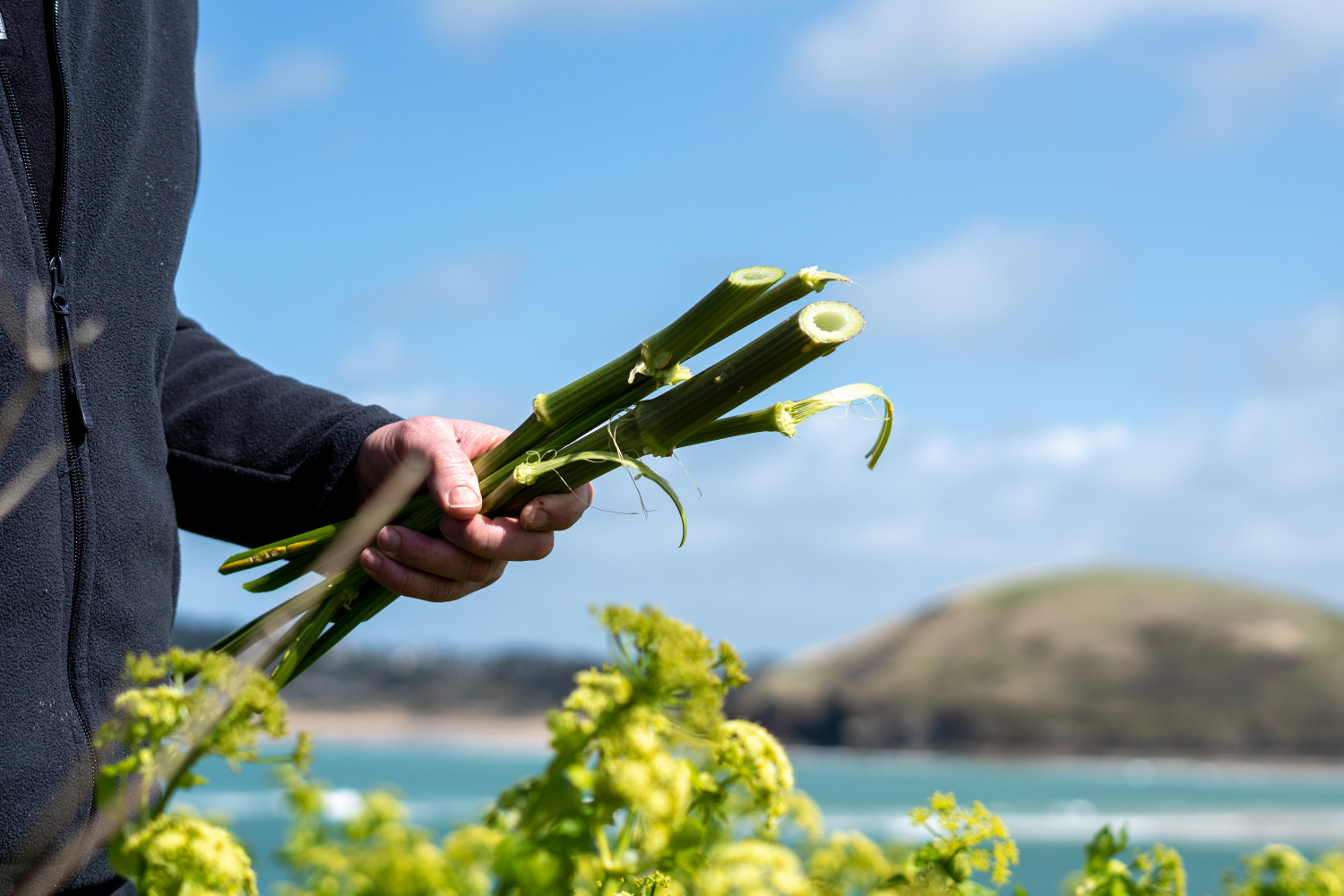 Alexanders Alexanders