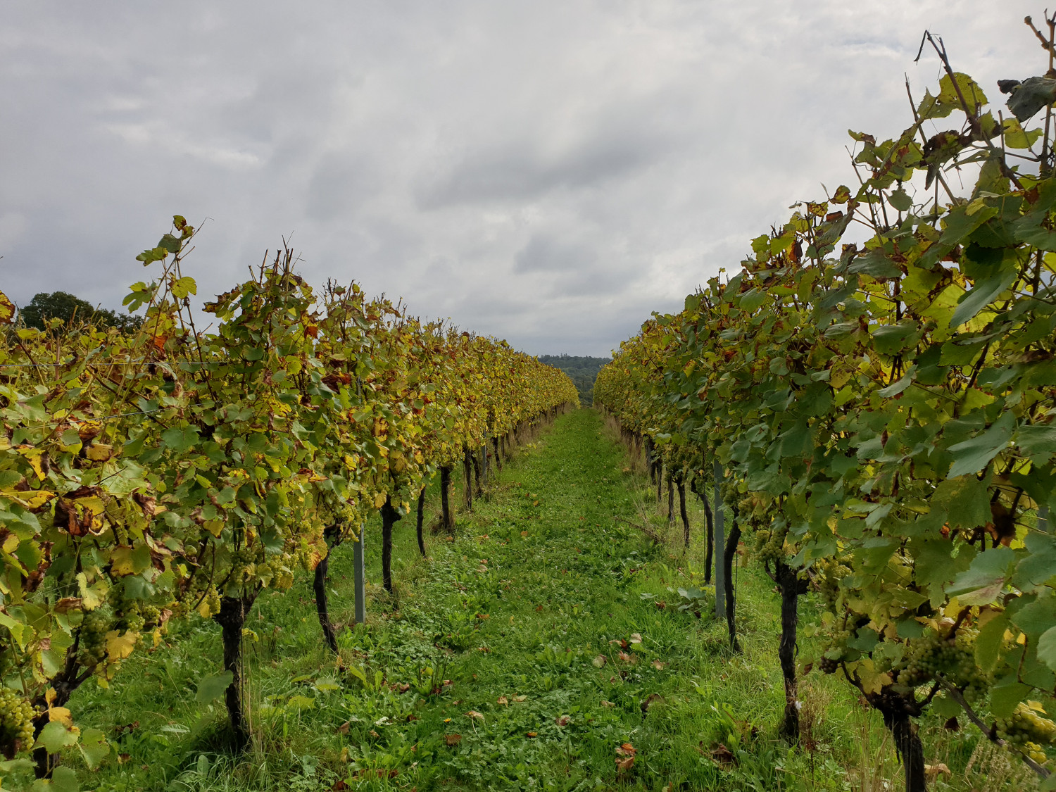 All Angels Vineyard All Angels Vineyard