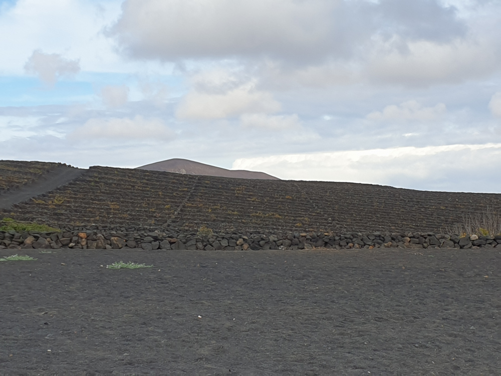 Lanzarote Vineyard