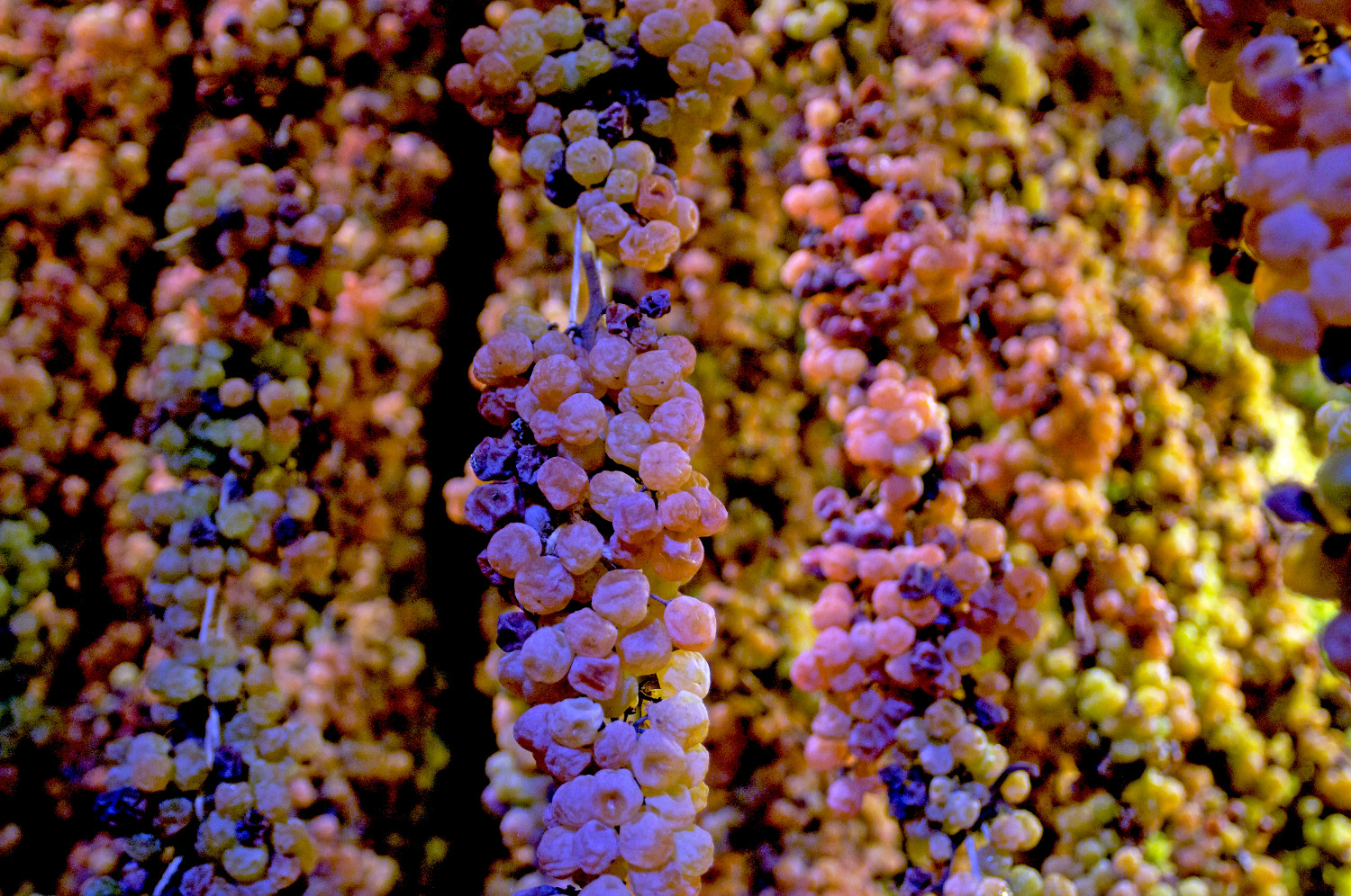 Braids of drying grapes for Torcolato Torcolato