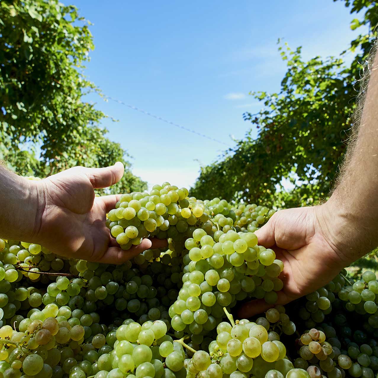 Harvesting Vespaiolo grapes at Maculan Vespaiolo
