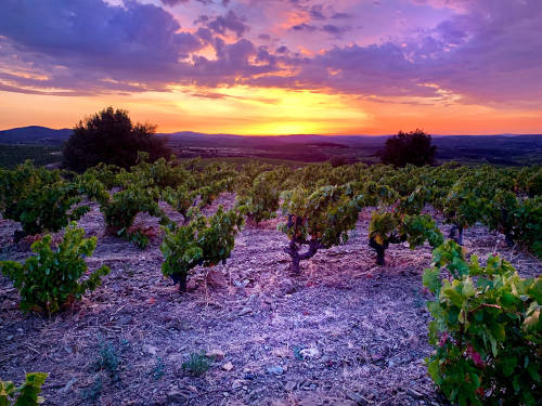 Vineyard