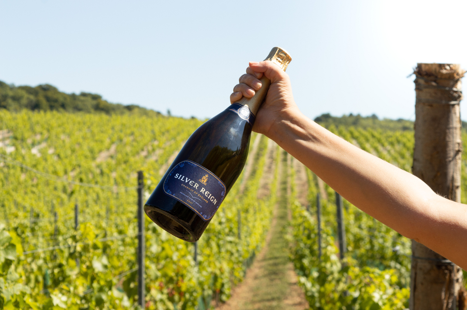 Silverhand Silver Reign 'Charmat of England' Silverhand Silver Reign