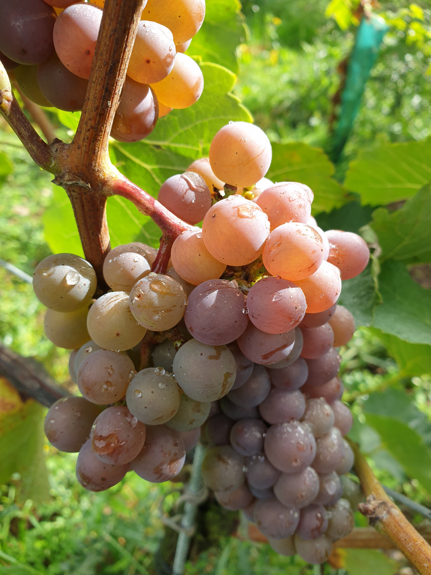 Sauvignon Gris grapes at Silverhand Estate Sauvignon Gris