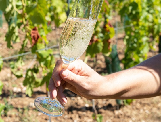 The Write Taste in-depth report on the English wines of Silverhand Estate