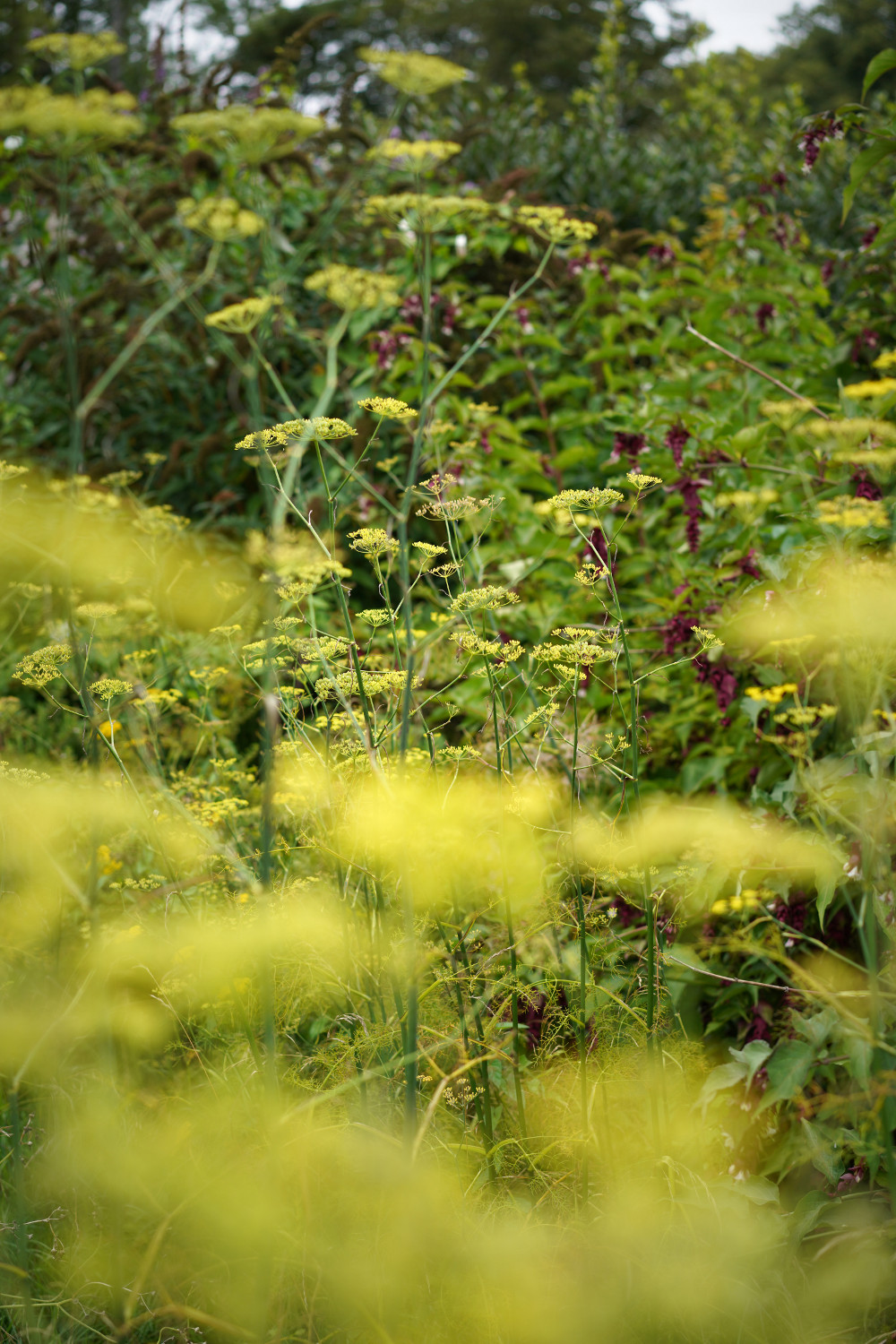 Sprigster Fennel Sprigster Fennel