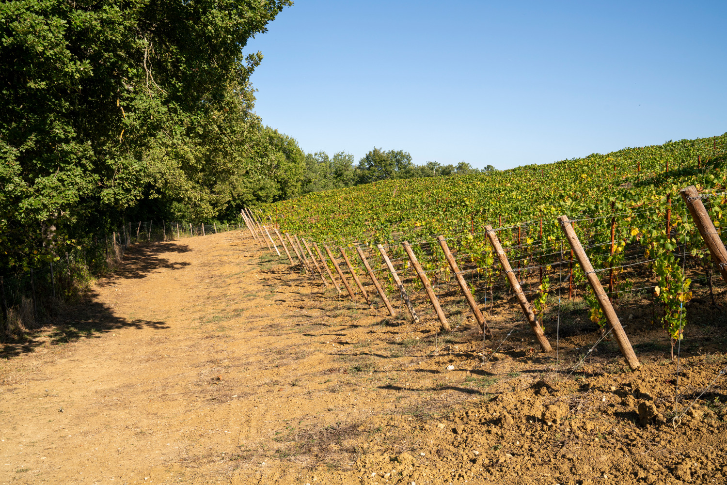 Terre di Romena Famiglia Casadei's Terre di Romena vineyard in Tuscany, surrounded by woods