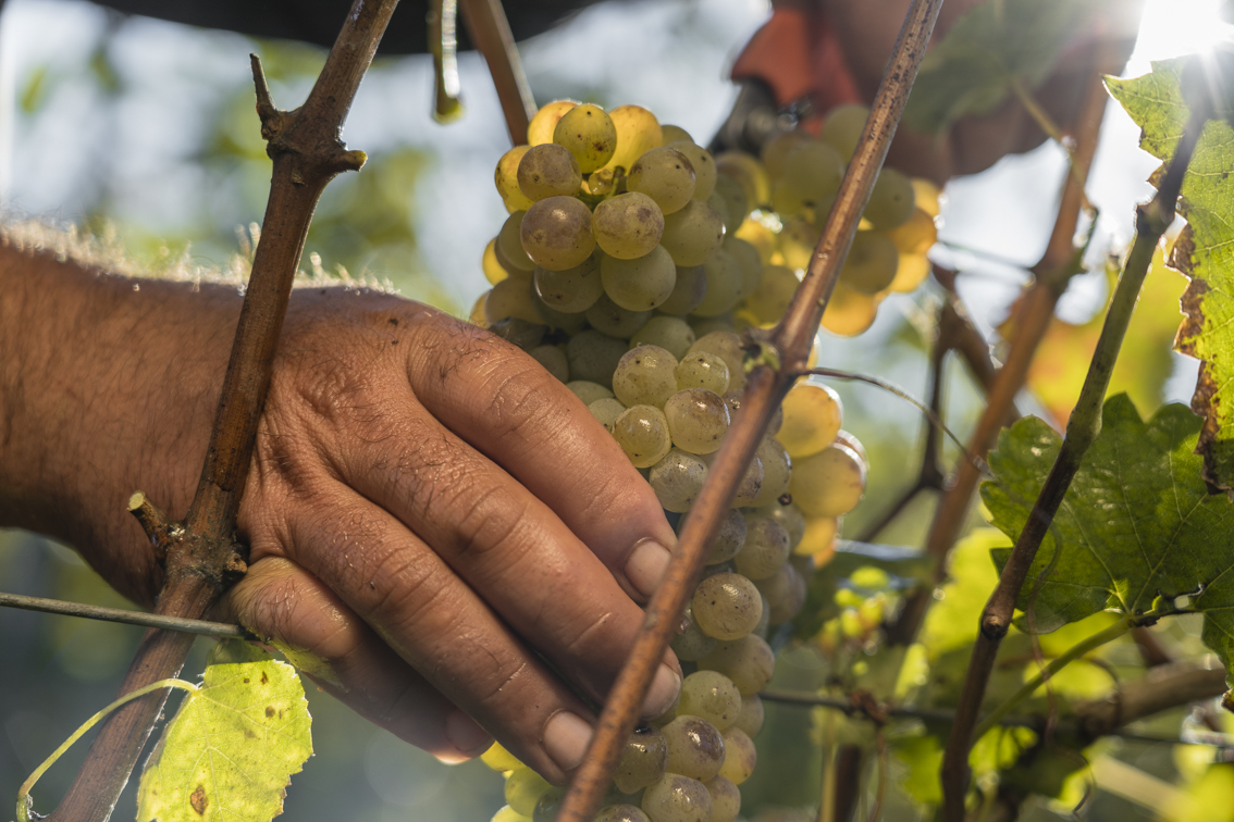 Turbiana grapes Turbiana