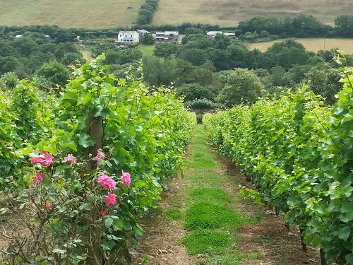 Camel Valley Vineyard Camel Valley