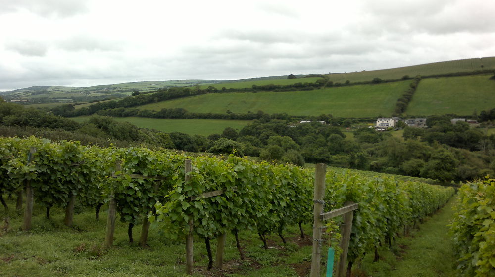 Camel Valley Vineyard Camel Valley
