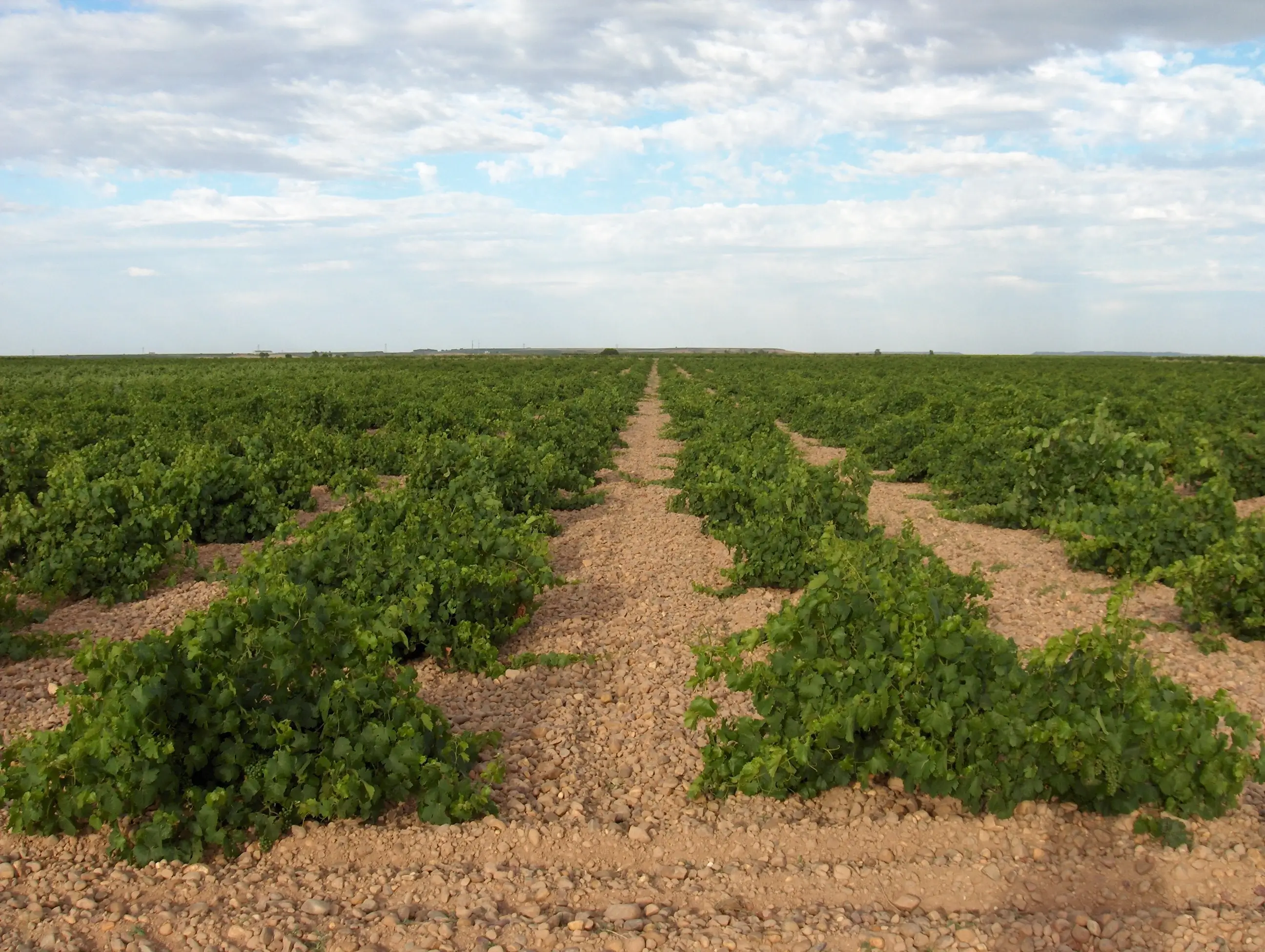Typical soil of Rueda Typical soil of Rueda
